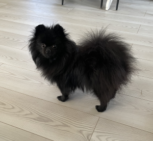 Nala